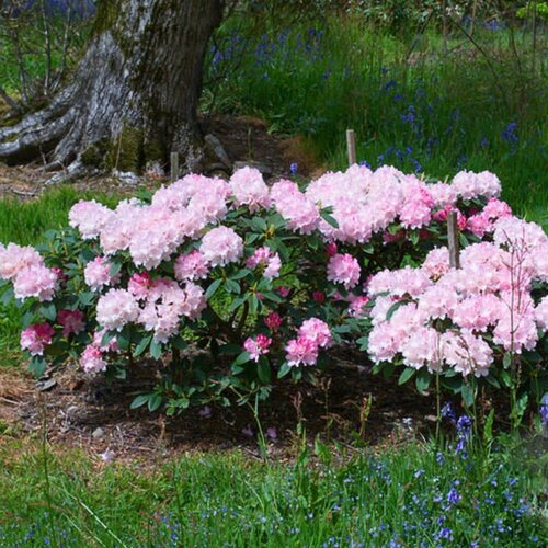 ���� ����������� ������������ �������� (Szkolka roslin A.M (������)), 1 ������� � ������ 15-20 ��