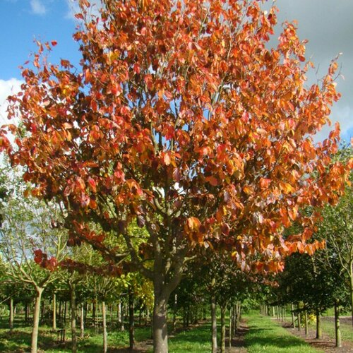 ���� �������� ���������� ������� (1 ������� � ������ 15-20 ��), (������)