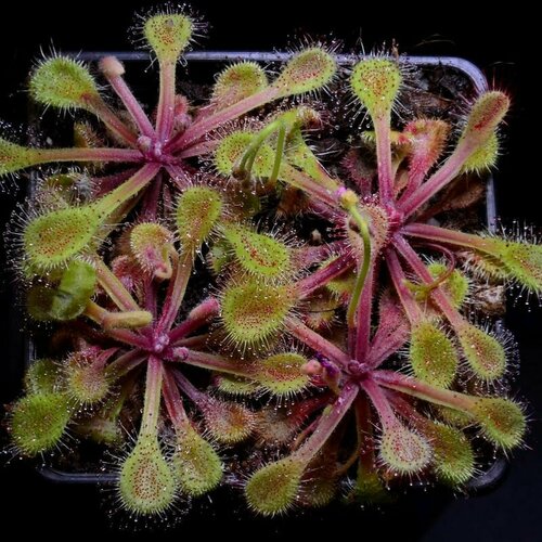     , Drosera Collinsiae Usutu River 10+ ,  ,    -     , -  