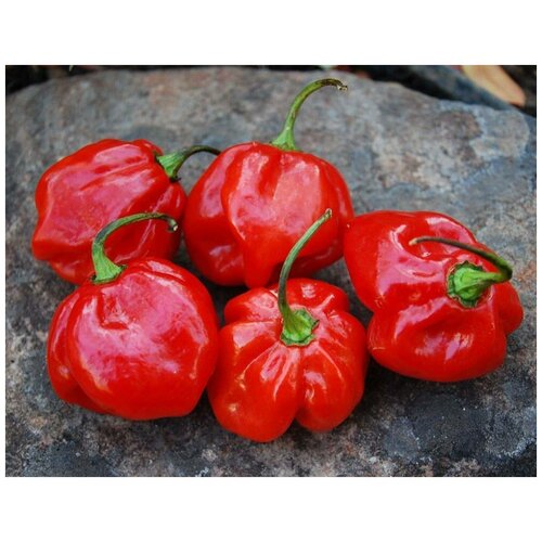     (. Jamaican Red Pepper )  5