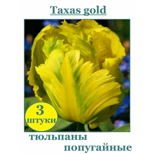      Texas Gold 3   -     , -  