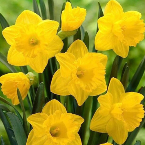 ���� �������� �������� CALIFORNIA ( 3 �� )