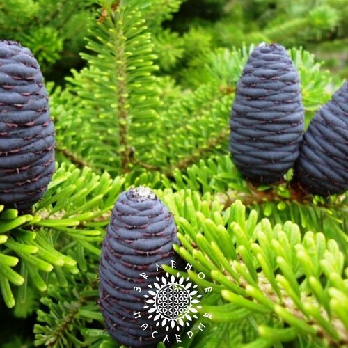     , ,  (. Abies sibirica) 30  -     , -  