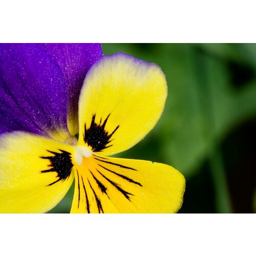    (. Viola tricolor)  100