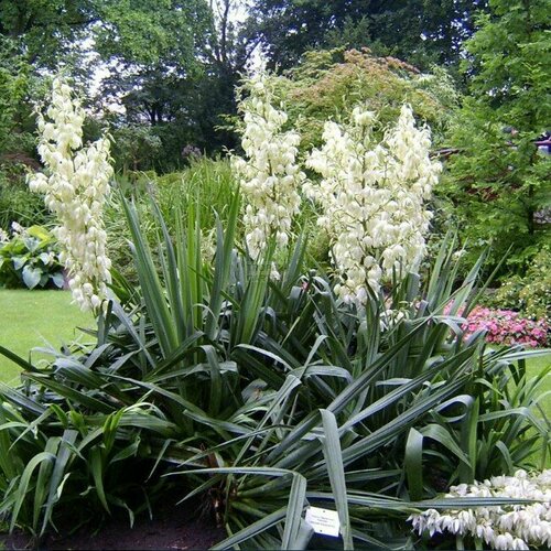 ���� ���� ����������� (1 ��������� � ������ �9). Szkolka roslin A.M (������)