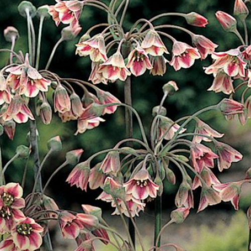 ���� �������� ������ NECTAROSCORDUM SICULUM ( 5 ��)