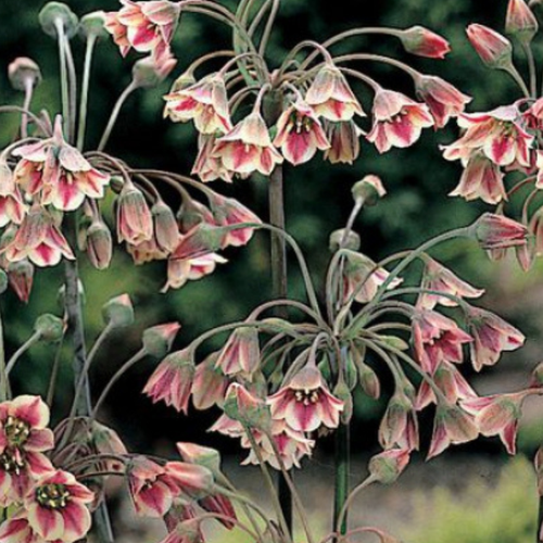     NECTAROSCORDUM SICULUM ( 5 )  -     , -  