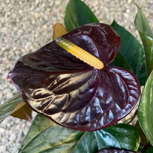    , Anthurium Black Queen, 