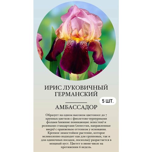 ���� ���� ���������� �������� ����������� ��������