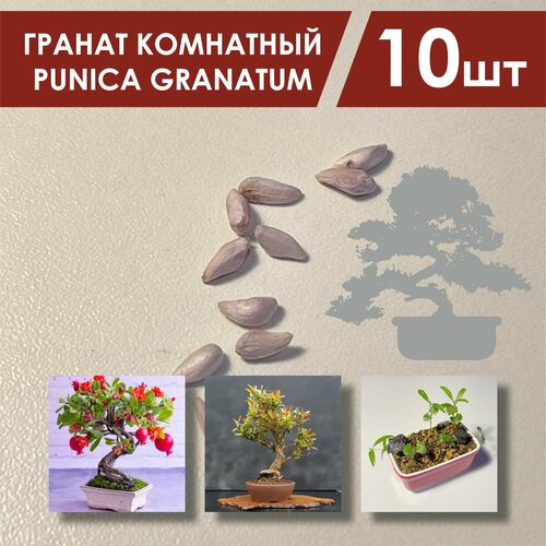     10 . /   Punica granatum