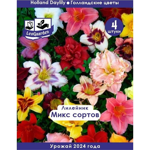 ���� �������� ���������, ���� �����, 4 �� (LeoGaarden)