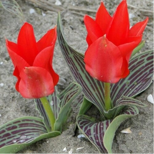 ���� ������� ��� ����( 5 ��)