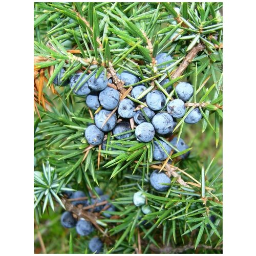     (Juniperus communis), 30 
