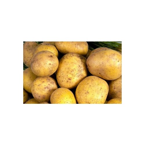 купить онлайн Семенной картофель Метеор 2 кг магазин - доставка и заказ по Москве, Санкт-Петербургу, СНГ и России