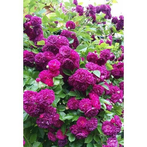 ���� ���� ��������� ��� �������� 2��