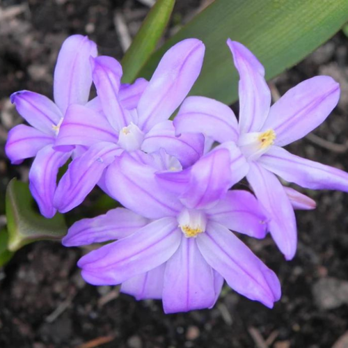 ���� ���������� LUCILIAE VOLET BEAUTY (10 �������)