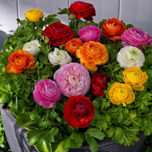 ���� �������� ������, botanica garden, ���������� ���� �������, ( 10 ���� )