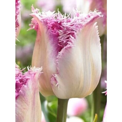 ���� �������� ������� ������������ ������ - 10 ��.