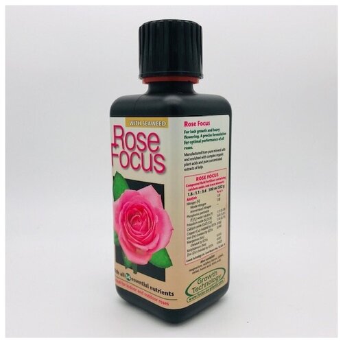     Rose Focus 300 