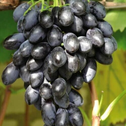 ���� �������� ���� ����� (2 ��)