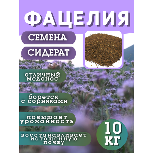 ���� ������ �������, �������, 10 ��