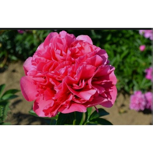 ���� ���� ������� ��������� ���� (Glowing Raspberry Rose)