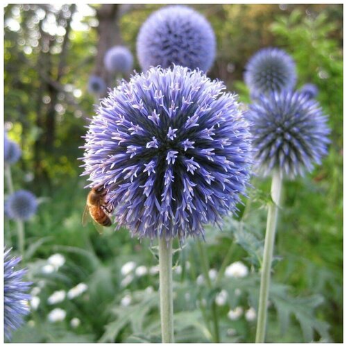 ���� ������ ������ ��������� ����������� 50 ��.