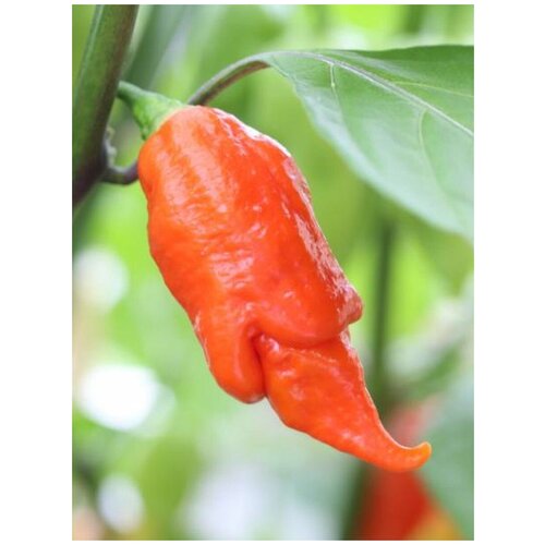      Trinidad Scorpion Long SR, 5   -     , -,   