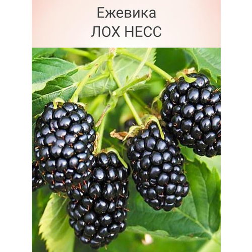 ���� ������� ��������� ��� ����