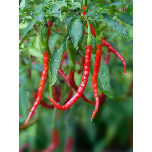     Chile De arbol (  ), 5 