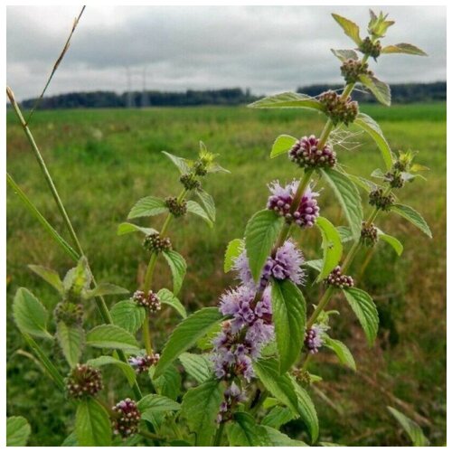 ���� ������ ������ ���� ������� 30 ��.