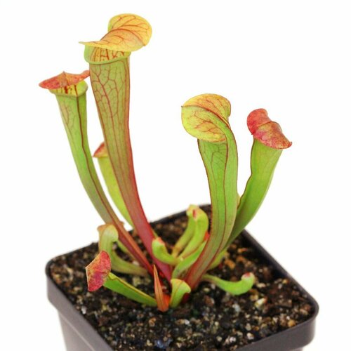     , Sarracenia reophila,  ,    -     , -  