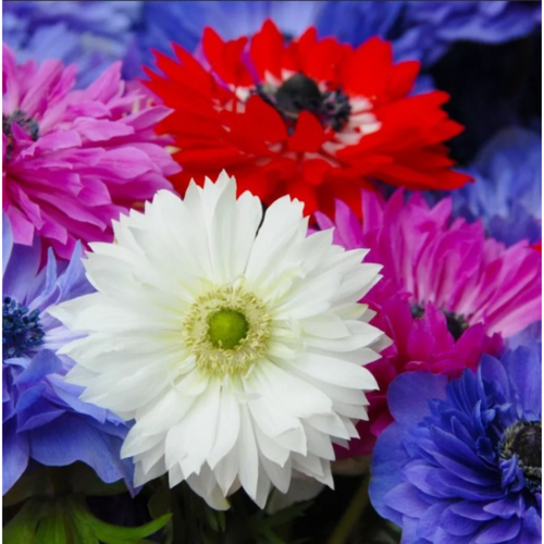 ���� �������� ������, botanica garden, ������� ������ �����, 10 ����