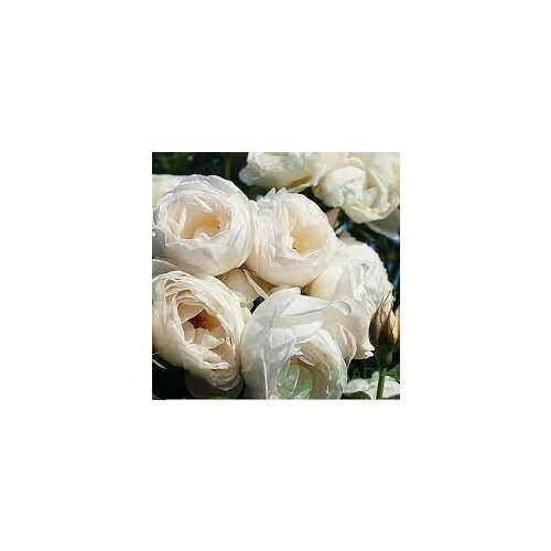 ���� ���� ��������� ��� ���� 2��