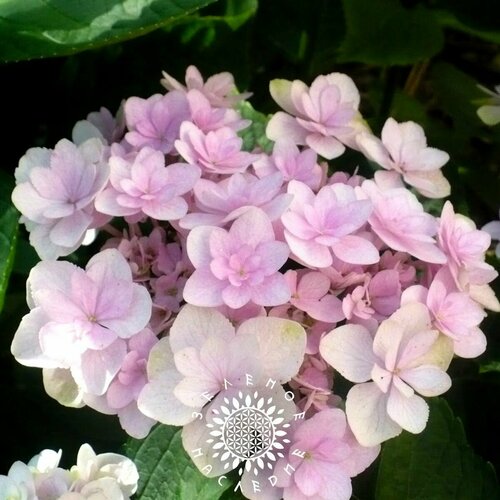      (. Hydrangea bretschneideri Dippel) 25   -     , -  