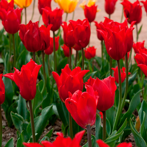 ���� �������� �������� PRETTY WOMAN ( 5 �� )