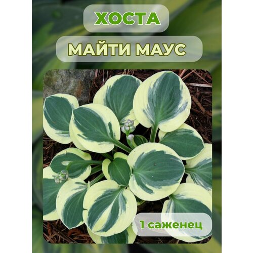 ���� ����� �������, ����� ��������� 1 �����