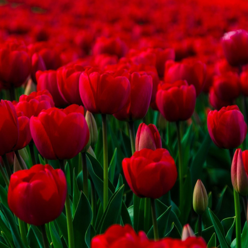 ���� �������� ��������� ������� ���� ( 10 �� )