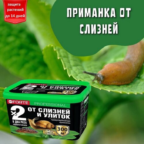 ���� ����� ������� �� ������� � ������ Bona Forte, 500 ��