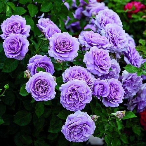 ���� ���� ��������� ��� ��� 2��