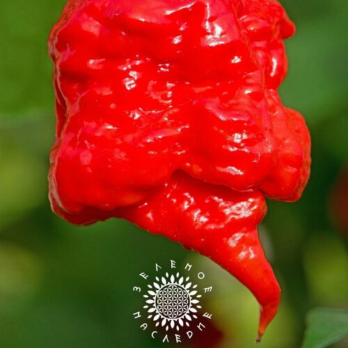        -   (. Carolina Reaper) 10   -     , -  