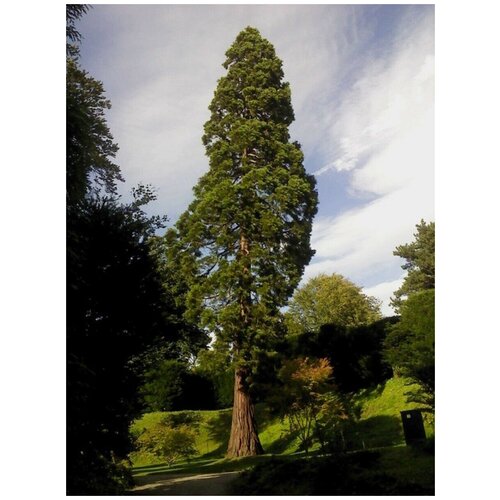     (Sequoia sempervirens), 60 