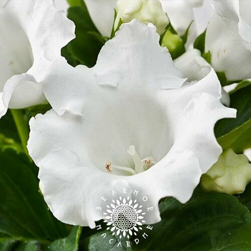       (. Gloxinia Avanti alba) 20   Green Legacy  -     , -  