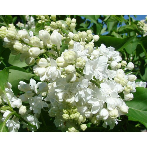 ���� ������� ������ ������������ ����� �'��� ( 3 ���� , �5 , 120-140 �� (�����) )