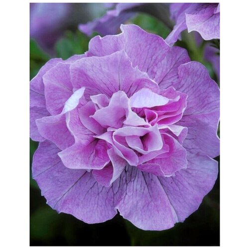 ���� ������� �������� �������������� F1 ���, ����������, ����������� � ����� ��������, �������� ��� ��������� � ������� ������, �������, �������, 15 �����