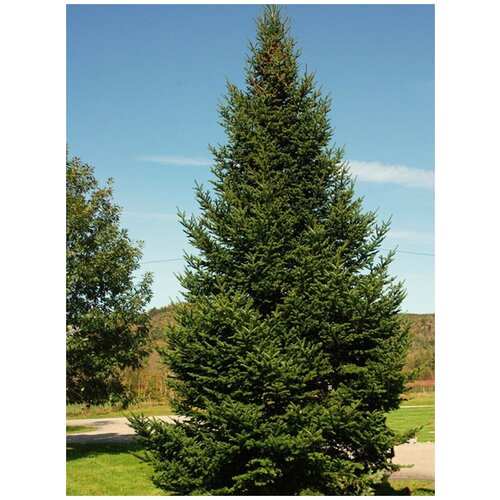      (Abies balsamea), 10   -     , -,   