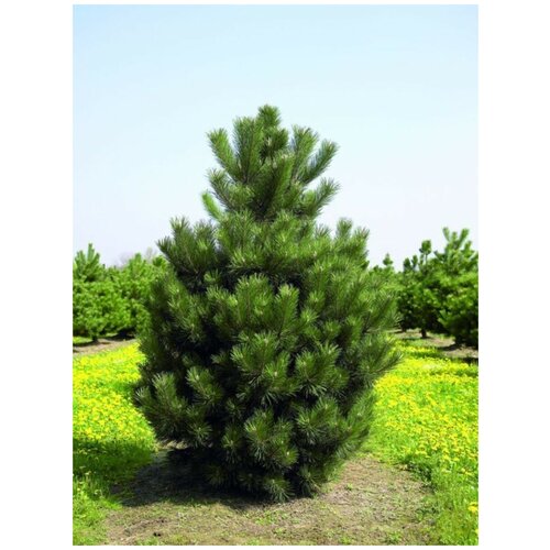     (Pinus nigra), 15 