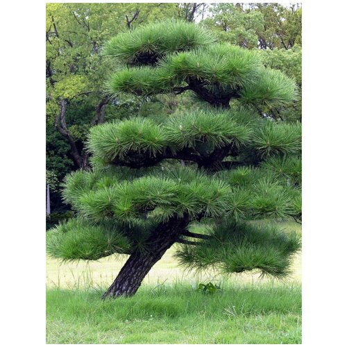      (Pinus thunbergii), 15   -     , -  