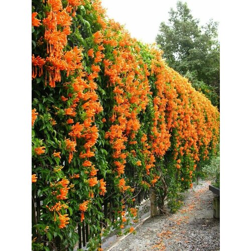      (Campsis radicans), 10   -     , -  