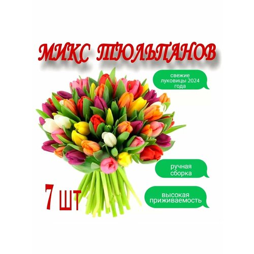 ���� ������� ���������, 7��.